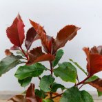  Červienka Fraserova (Photinia × fraseri) ‘MAGICAL VOLCANO’® - výška 20-30, kont. C2L